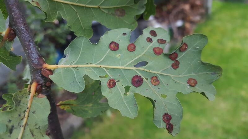 Spangle galls on oak leaf. Photograph supplied by Bobby Carty
