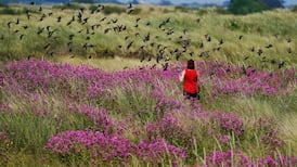 Bull Island came from the sea and may return there