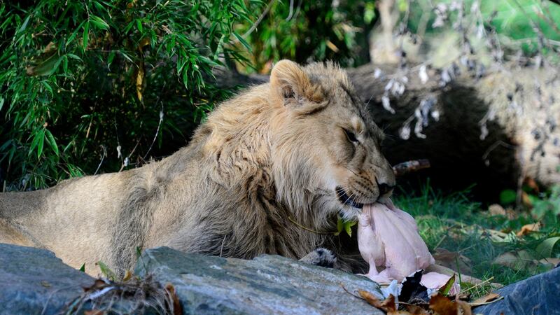 “Everything we feed the animals is fit for human consumption.” Asian lion dining on chicken. Photograph: Cyril Byrne