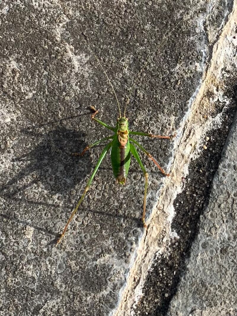 Speckled bush cricket. Photograph: Tom Mullins