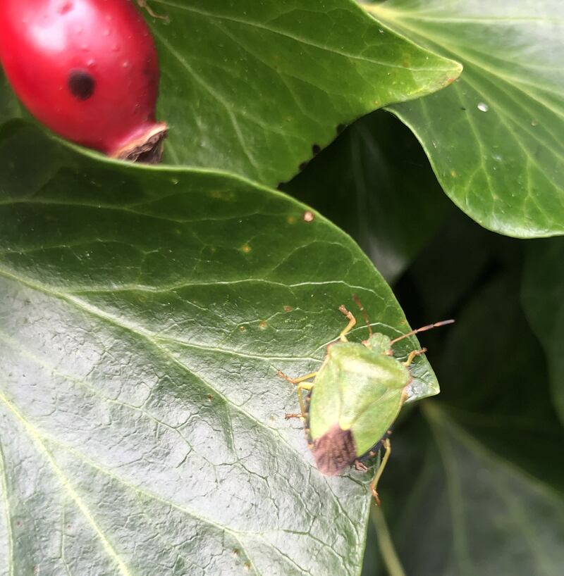 Adult green shield bug. Photograph: Senan Hogan