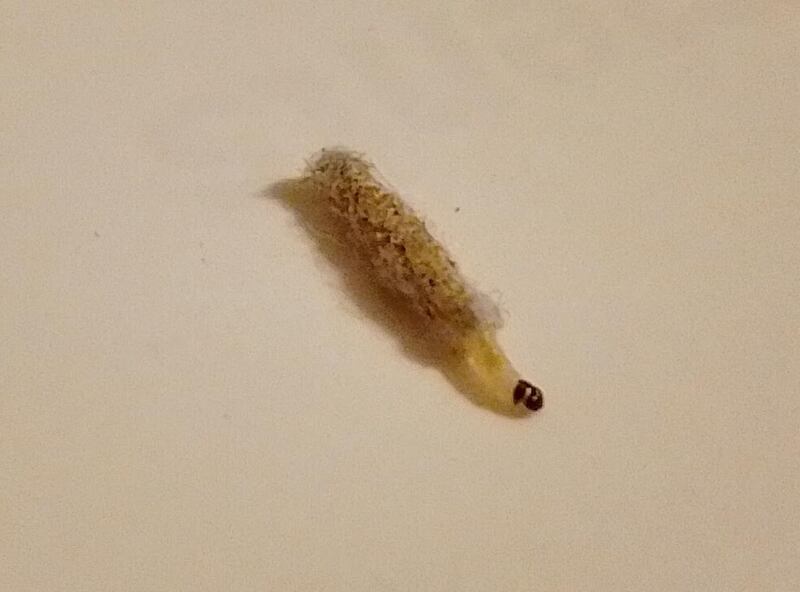 Caterpillar of the case-making clothes moth