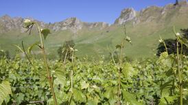 New Zealand reds are ripe and ready to go