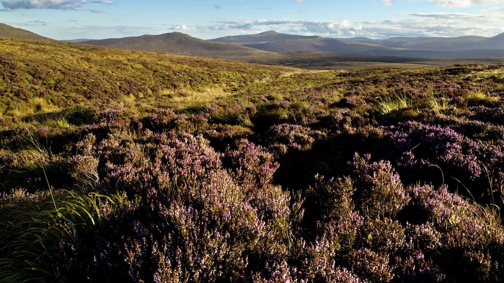 The purchase brings the size of the Wicklow Mountains National Park to 22,000 hectares. Photograph: Chris Hill