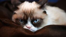 Grumpy Cat, Lil Bub and Maru: How cats took over the internet