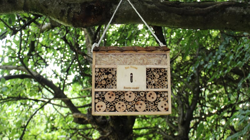 Bee box on site at Intel Ireland