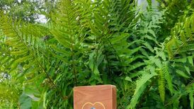 Climate Heroes app has helped 60 communities across Ireland take climate action