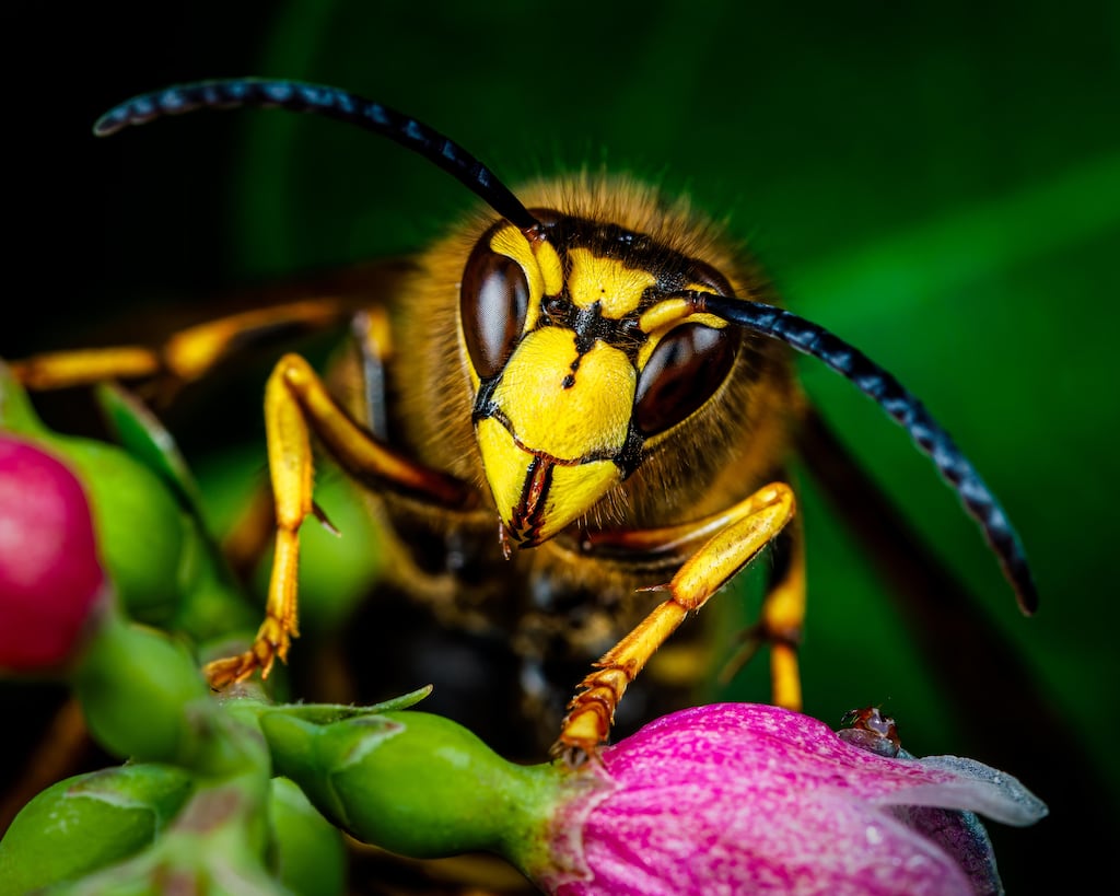 What shocked me was how one tiny act of violence, such as a wasp stinging my friend, could have left me so enraged. Photograph: Alamy/PA