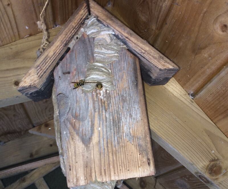An old bird box converted by some wasps