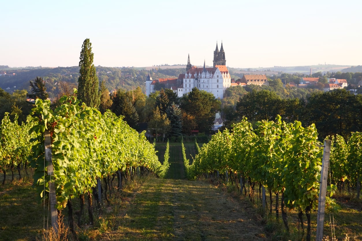 John Wilson’s guide to German wines: did you know that most of them are now dry?