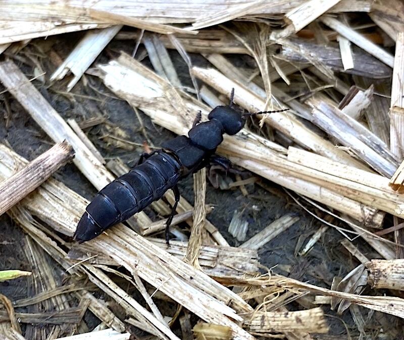 The rove beetle known as the devil’s coach horse