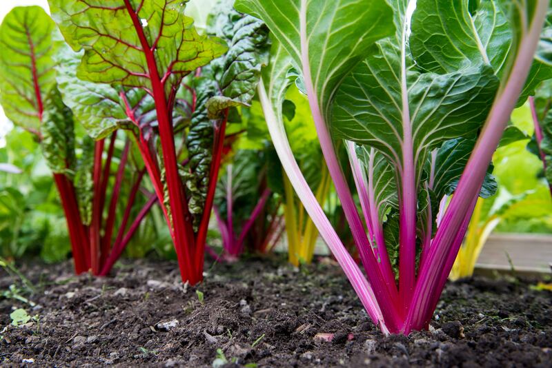 If left in the ground, chard will produce enough leaves throughout the winter for the occasional harvest before bursting back into growth in spring