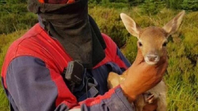 Offaly Fire and Rescue Service shared an image on its Facebook page of a baby fawn that was rescued from a fire in the Slieve Bloom Mountains on Wednesday.