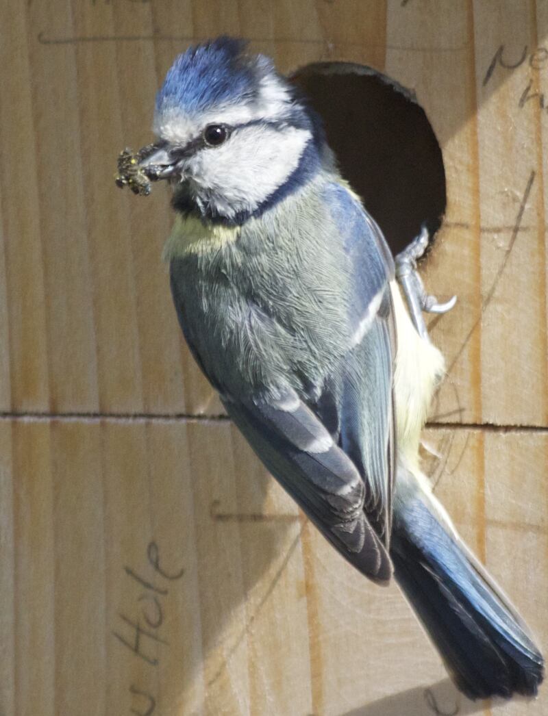 Blue tit. Photograph supplied by Andrew Clarke