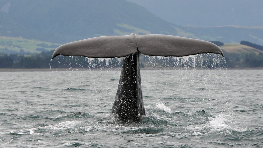 “Wounded whales could be dangerous, threshing about, charging. Their huge tails could come slapping down on boats and rowers.” Photograph: iStock