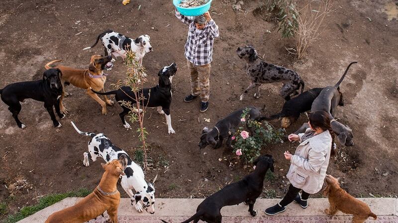 Saeed Khalili and Anuosheh Edalati-Shams breed dogs for a living at their home outside Tehran. Photograph: Arash Khamooshi via The New York Times