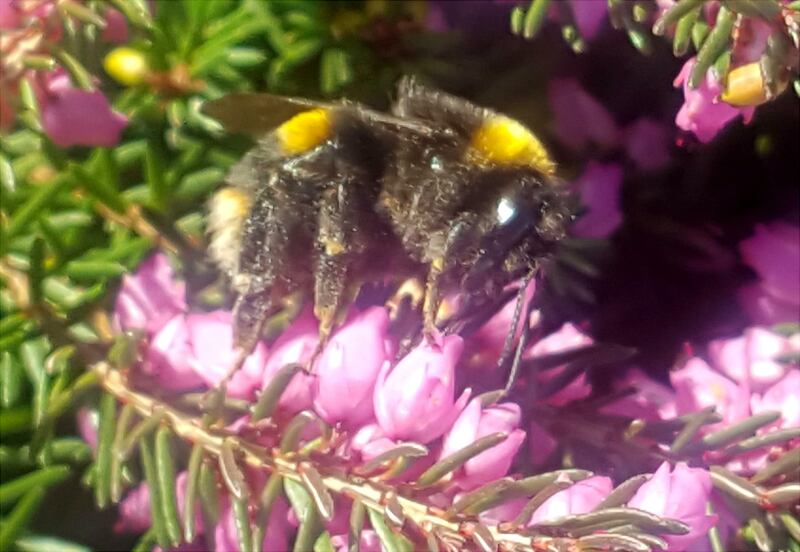 Bumblebee queen feeding on a heather plant