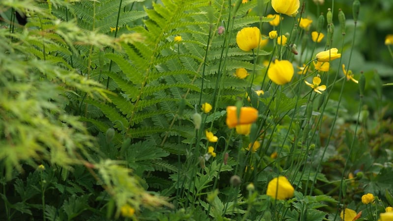 Meconopsis cambrica or Welsh poppy blooms through the summer months. Photograph: Richard Johnston