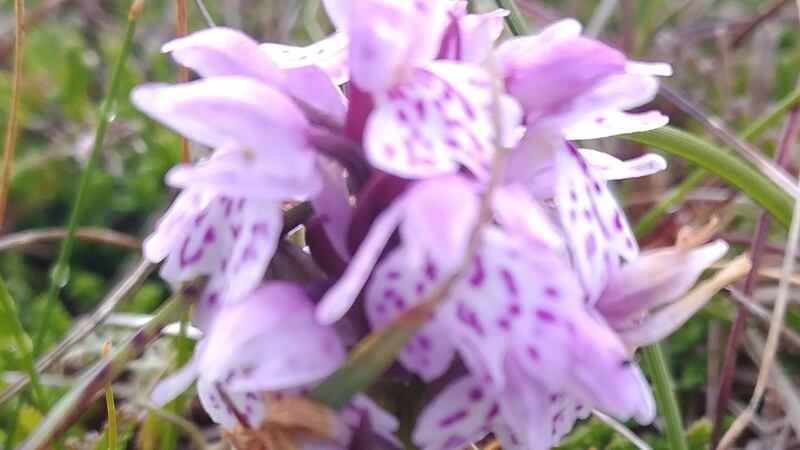 The flecked marsh orchid in Galway