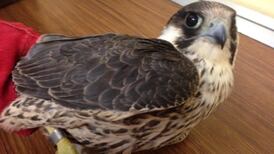 Appeal after peregrine falcon illegally shot in Co Wexford