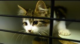 Pet cat becomes first animal diagnosed with Covid-19 in UK