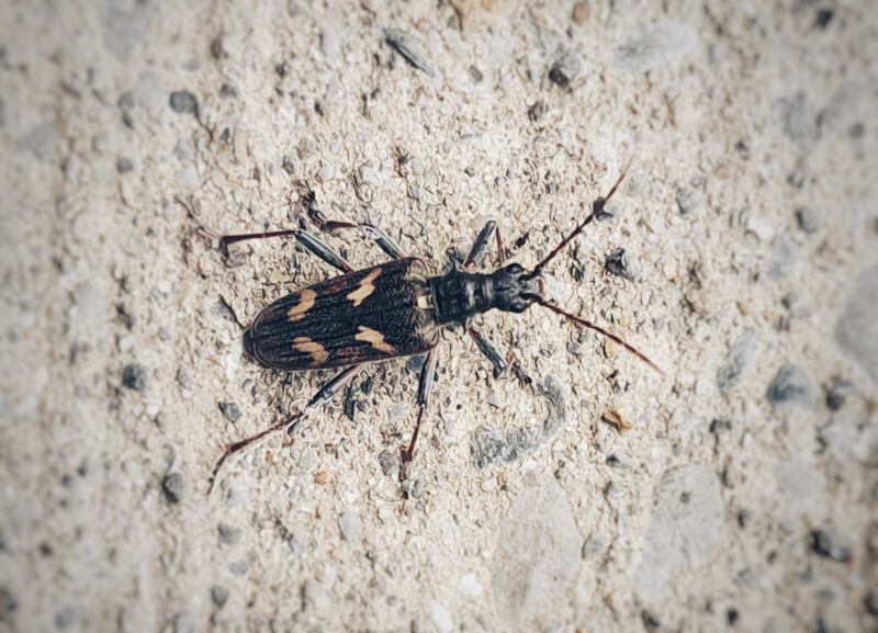 Two-banded longhorn beetle. Photograph supplied by Frank Rafter