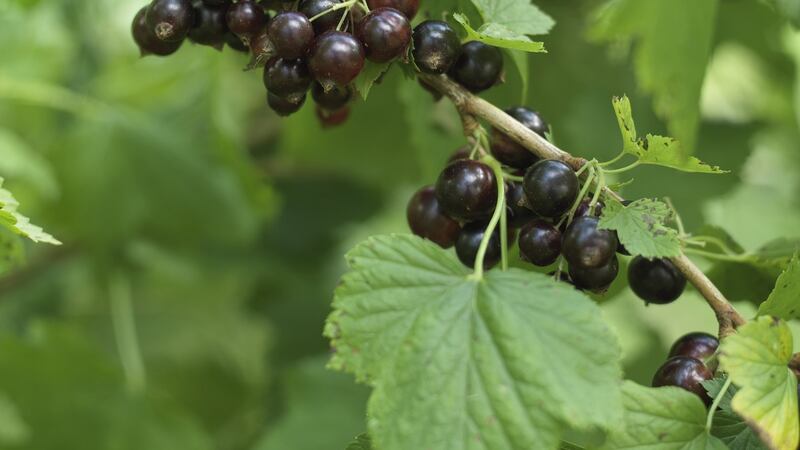 If you’re in the mood for a spot of serious gardening, then well-established currant bushes can be pruned now to encourage the plants to produce plenty of new, fruit-bearing branches next year.