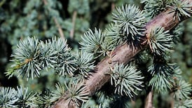 ‘My 15-year-old tree is displaying blighting. How can   I save it’