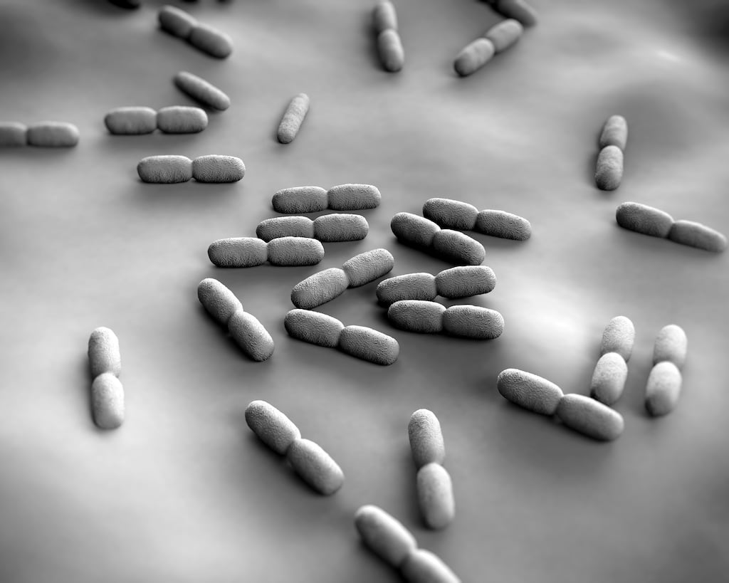 Serious infection with listeriosis is 'very rare', the Food Safety Authority of Ireland says. Photograph: Getty Images