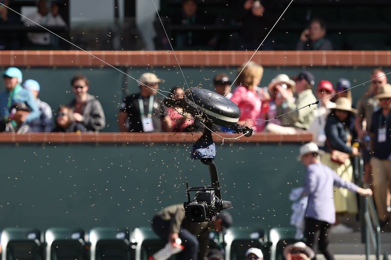 At the Indian Wells tournament in the last few weeks, a game had to be suspended due to bee infestation. Photograph: Clive Brunskill/Getty Images