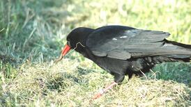 West Cork tourism project will decimate protected bird species, say activists