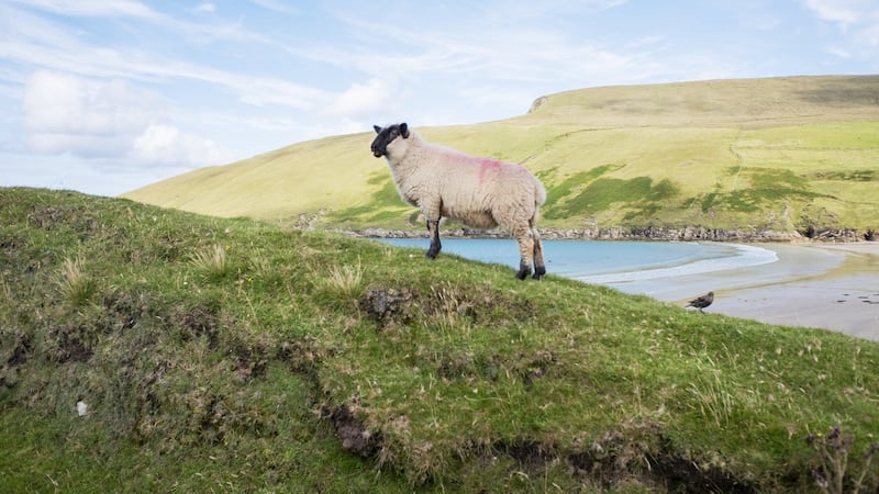 Intelligence of sheep, Portacloi Bay, Ceathrú Thaidhg (2017). ‘On the very tip of the northwest peninsula of Co Mayo, one of the remote areas designated as the Gaeltacht. This was a glorious day, a Mediterranean sea, the sheep turning its head and the bird also looking towards the camera. It was taken from a moving car down a rocky road, kind of miraculous’