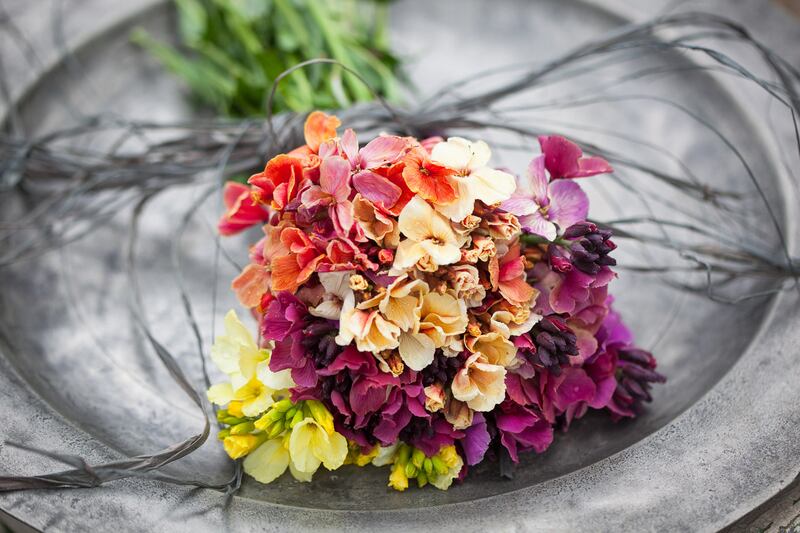 Cheiranthus cheiri Sunset Dark Purple, Sunset Apricot and Ivory