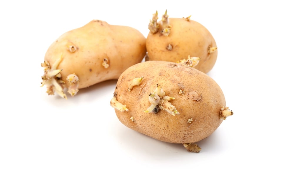 “People tend to have their houses at a temperature of around 20 degrees,” says Jenny McNally, “which is the ideal growing temperature for potatoes.”