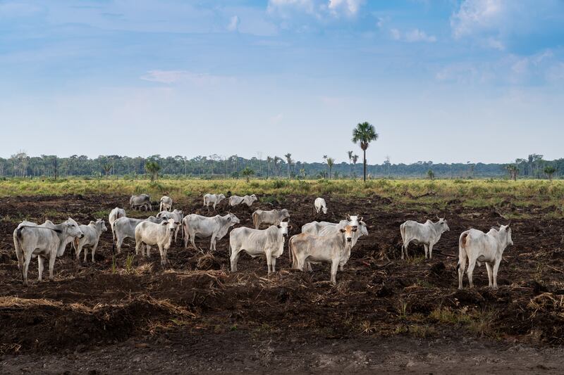 Deforestation to provide for livestock. Photograph: Getty Images
