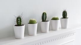 What’s hot this week: Cacti and fellas in florals