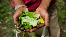 Cocaine production in Colombia reaches record high, says UN