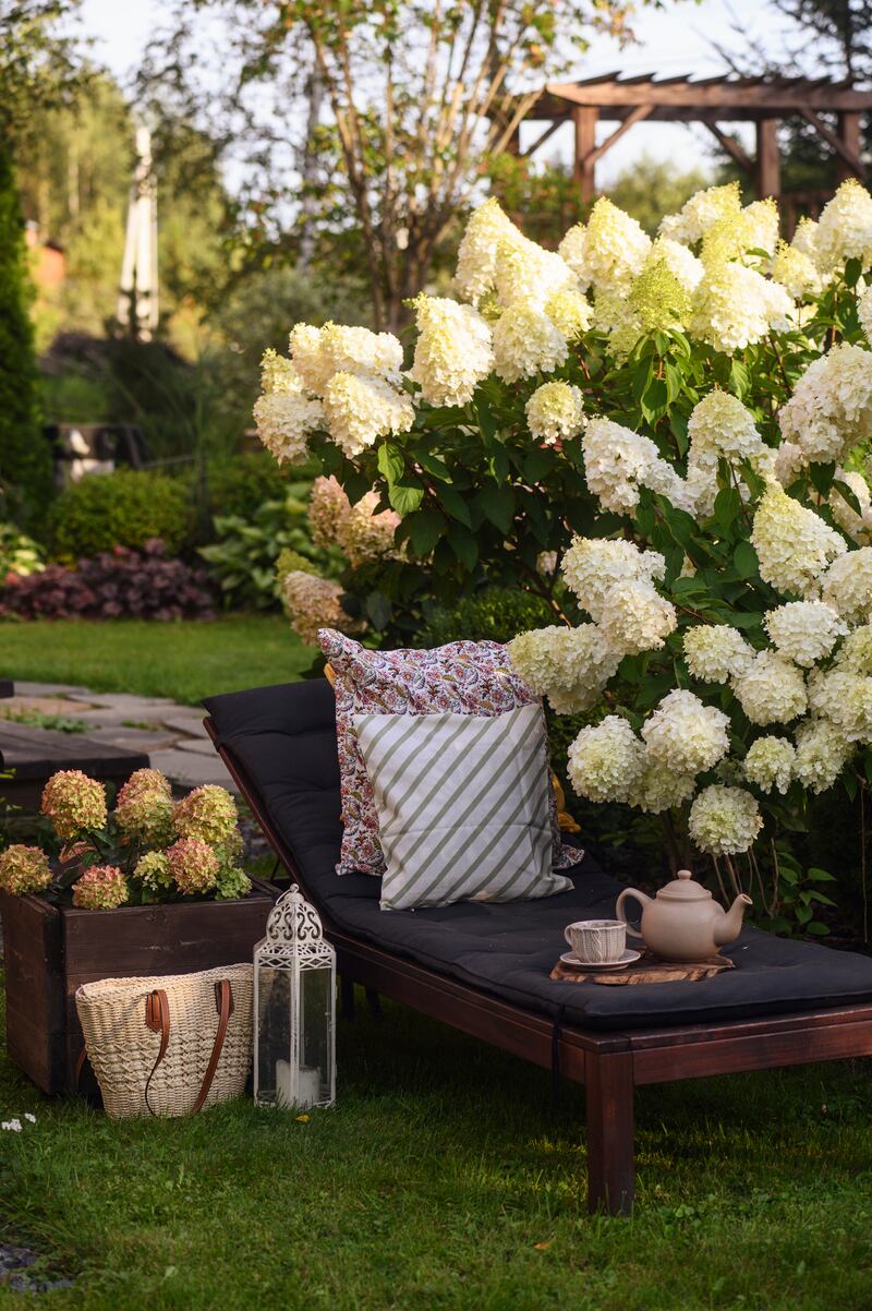Blooming hydrangeas paniculata Polar Bear. Photograph: Getty