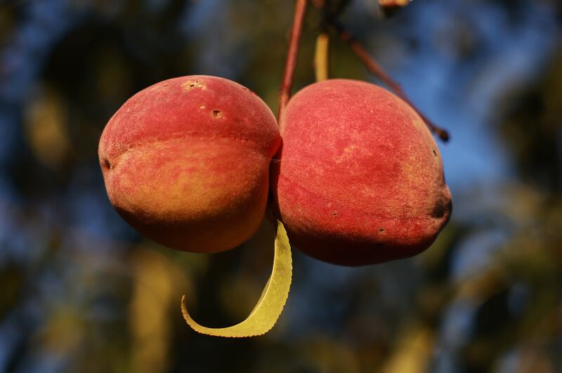 Peaches hang from a tree at Pearson Farm in Fort Valley, Georgia, US. Photograph: Joe Raedle/Getty Images