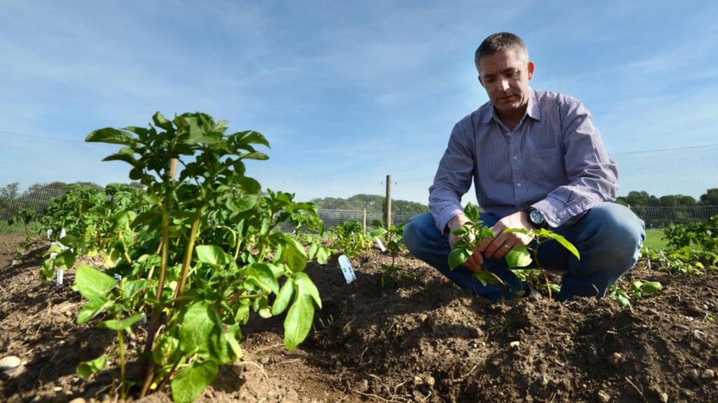 Dr Ewen Mullins working on last year’s potato crop in the GM study at Teagasc’s Oakpark facility in Co Carlow. Photograph: Dara Mac Dónaill