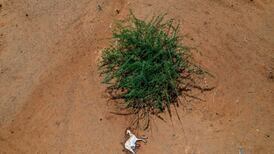 The Irish Times view on hunger in the Horn of Africa: racing to avert a catastrophe