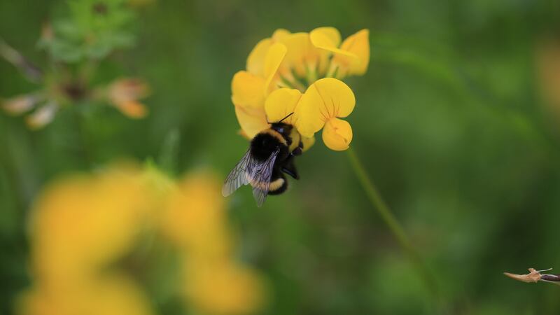 A bee chases some nectar on a Bird’s-foot trefoil in Cabinteely Park, Co Dublin. Photograph: Nick Bradshaw