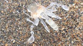 What’s this strange translucent creature? Readers’ nature queries