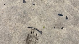 An otter spotter’s paradise in Co Donegal