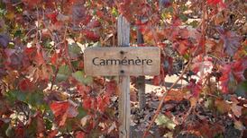 Wine: the tricky Carménère - a difficult and unforgiving grape