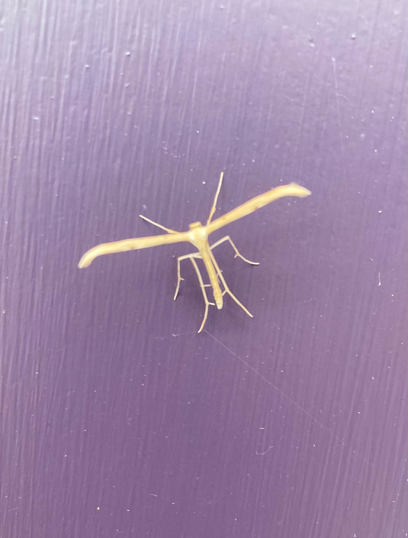 Common plume moth. Photograph: Marie Greally