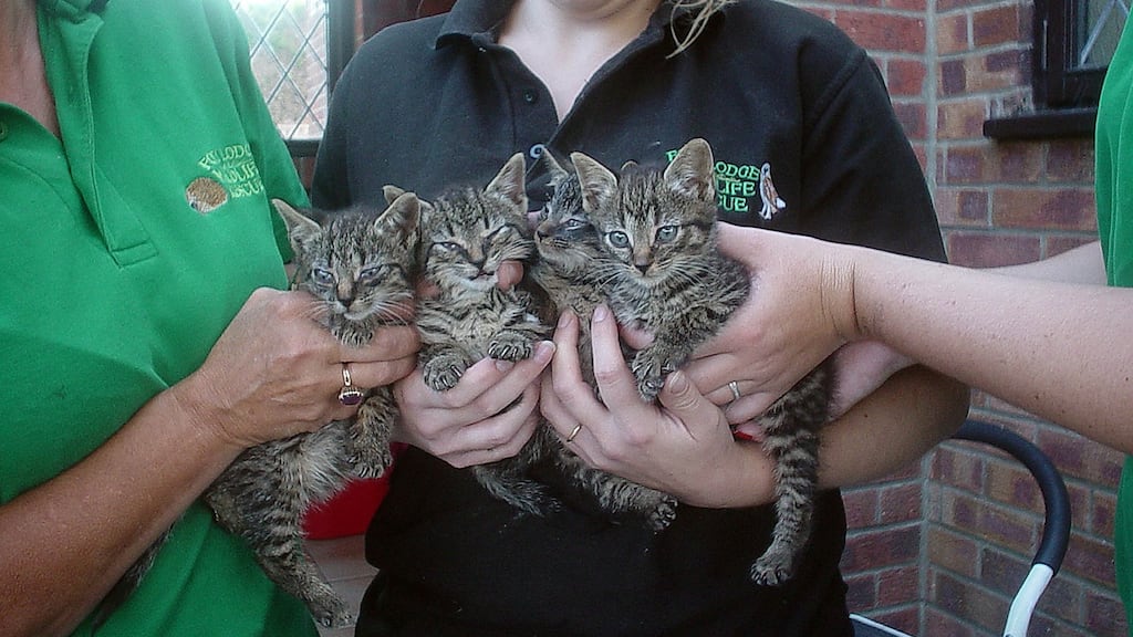 Four kittens which were rescued and taken to Foxy Lodge Wildlife Rescue Centre in Hemsby, near Great Yarmouth. Police are looking for the person who threw the kittens at a train in Lingwood near Norwich, Norfolk. Photograph: British Transport Police