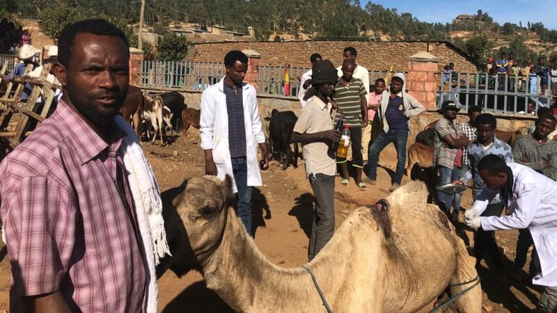 Veterinary staff treat an injured camel in Wukro Maray, Ethiopia. Photograph: Harry McGee