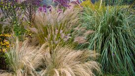 The best ornamental grasses for gardens: the ones to pick and how to grow them