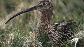 State is ‘biggest transgressor of environmental law’, says report